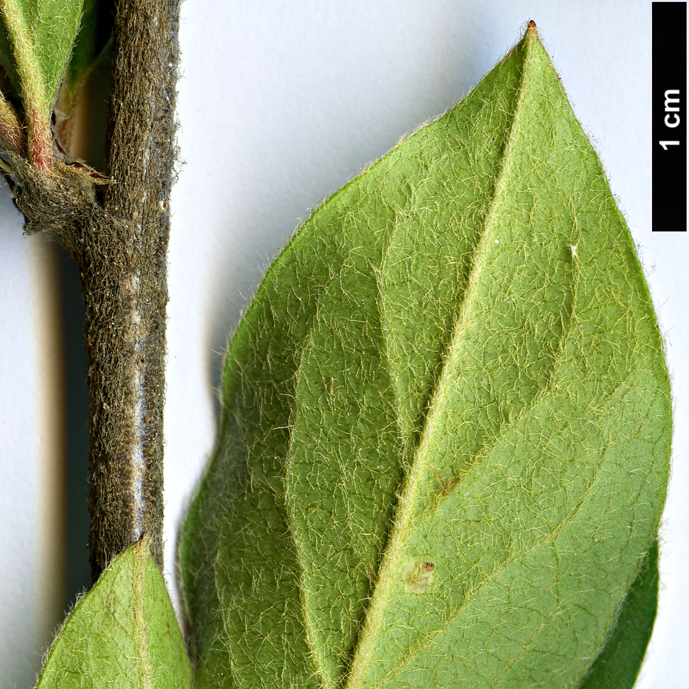 High resolution image: Family: Rosaceae - Genus: Cotoneaster - Taxon: nepalensis